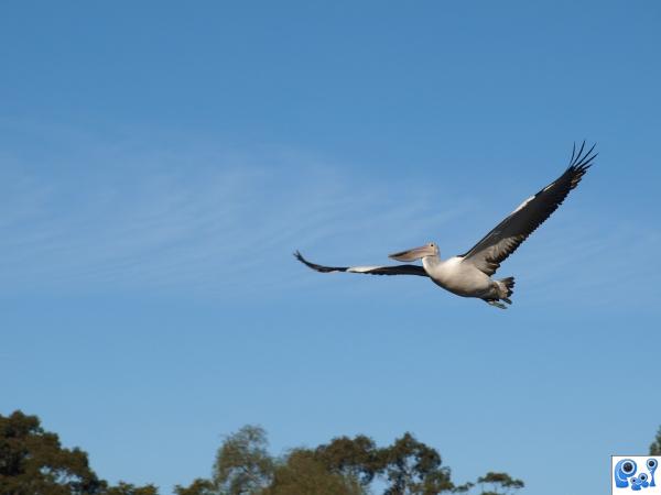 Wind beneath my wings